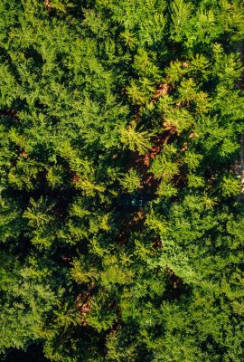 Stellenangebot Forstwirt m/w/d bei Lohnunternehmen Reichardt