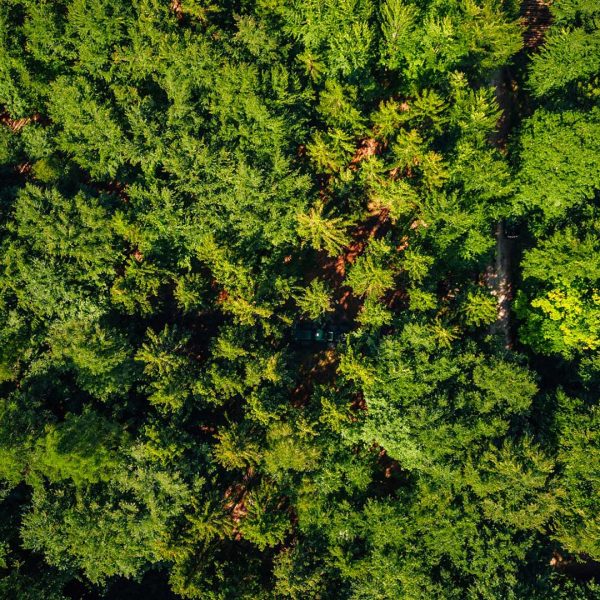 Stellenangebot Forstwirt m/w/d bei Lohnunternehmen Reichardt